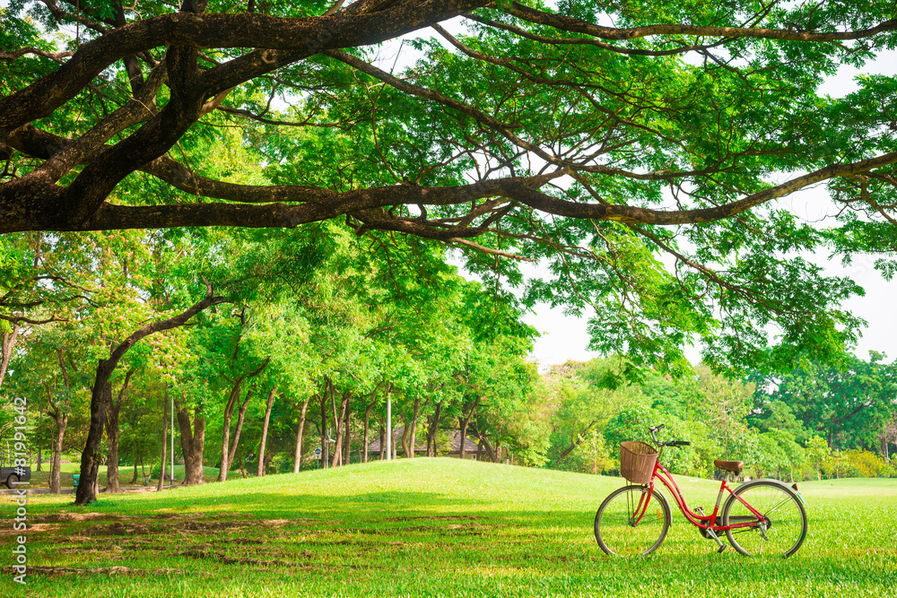 Fototapeta premium Red bicycle on green grass