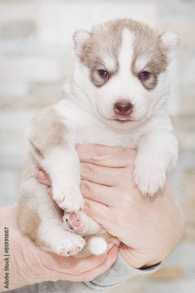 Fototapeta premium Very little puppy Siberian husky.