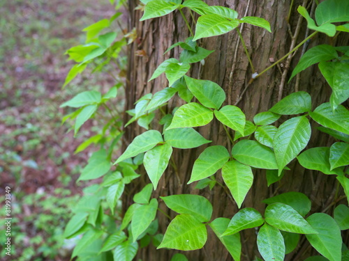 Foto Poison ivy