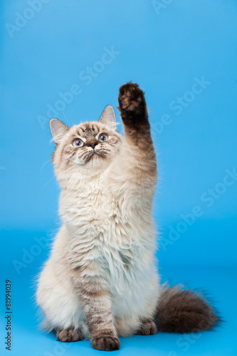 Fototapeta Naklejka Na Ścianę i Meble -  Siberian cat