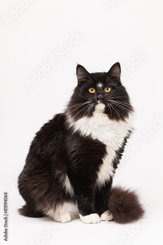 Fototapeta Naklejka Na Ścianę i Meble -  Black and white siberian cat