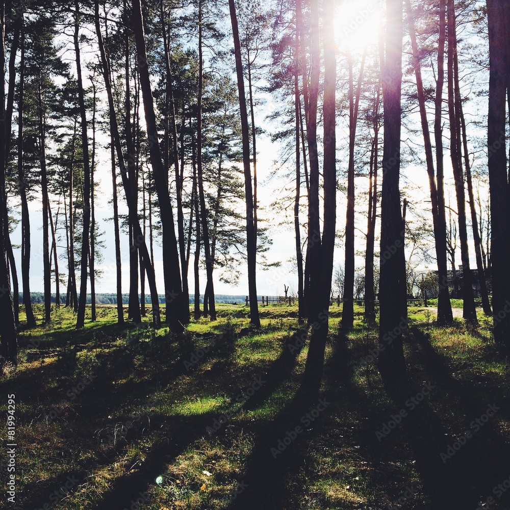 Fototapeta premium Spring forest