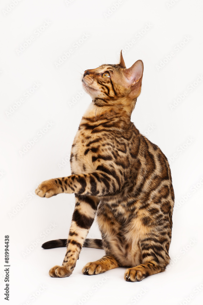 Bengal Cat playing Bengal Cat playing