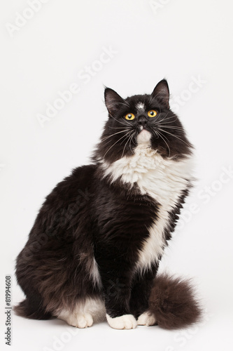 Black and white siberian cat