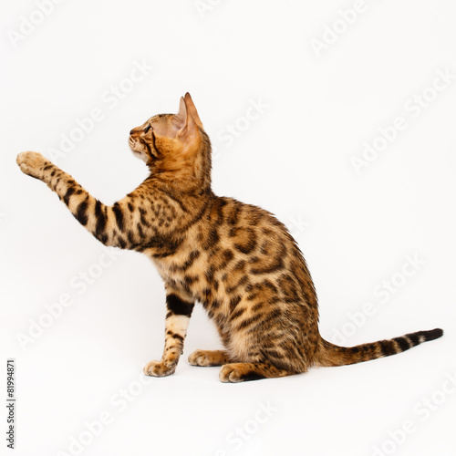 Bengal Cat playing