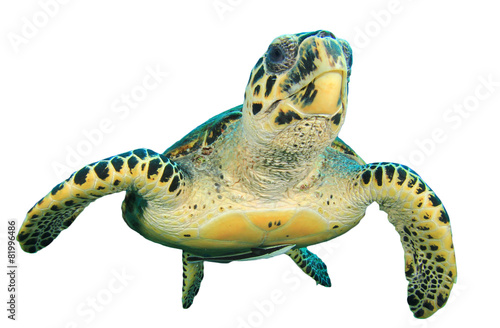 Hawksbill Sea Turtle isolated on white