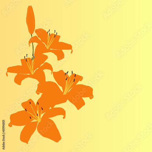 Fototapeta Naklejka Na Ścianę i Meble -  orange lily flower vector background, card