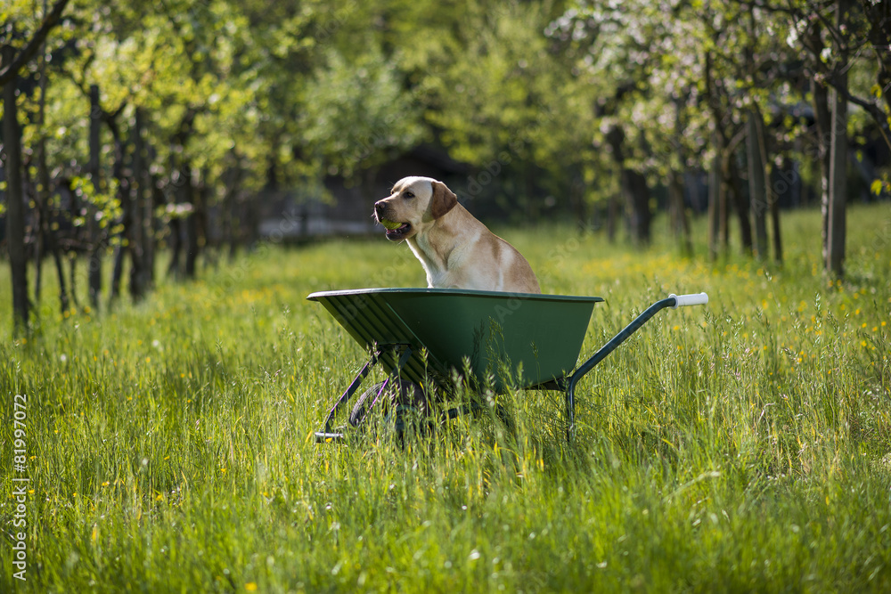 Labrador retriever biondo su carriola