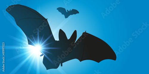 Chauve Souris