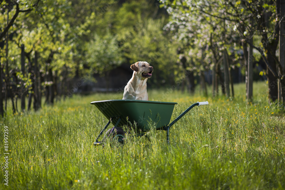 Labrador retriever biondo su carriola