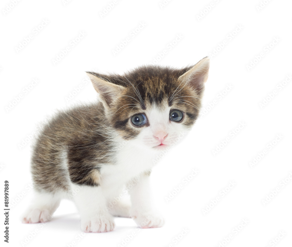 Obraz premium funny kitten