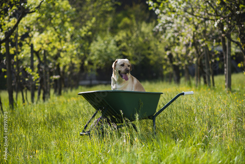 Obraz na płótnie Labrador retriever biondo su carriola w salonie