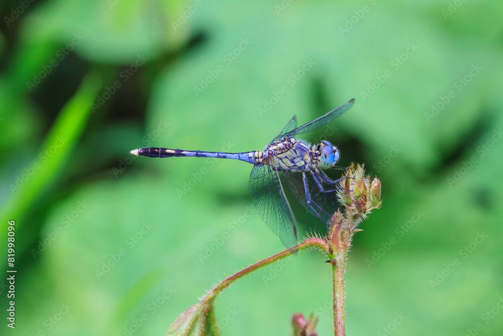 dragonfly dragonfly