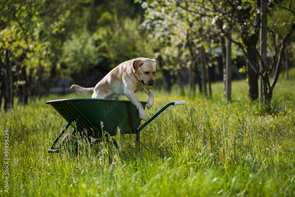 Labrador retriever biondo su carriola