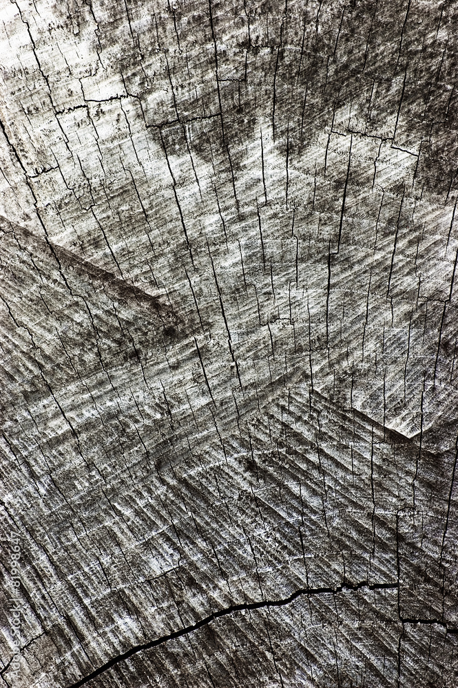 Fototapeta premium Weathered Grey Tree Stump Cut Texture Vertical Background