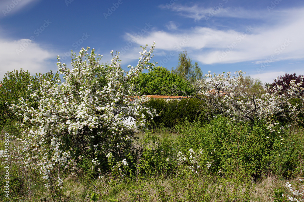 Fototapeta premium Cerisier en fleur