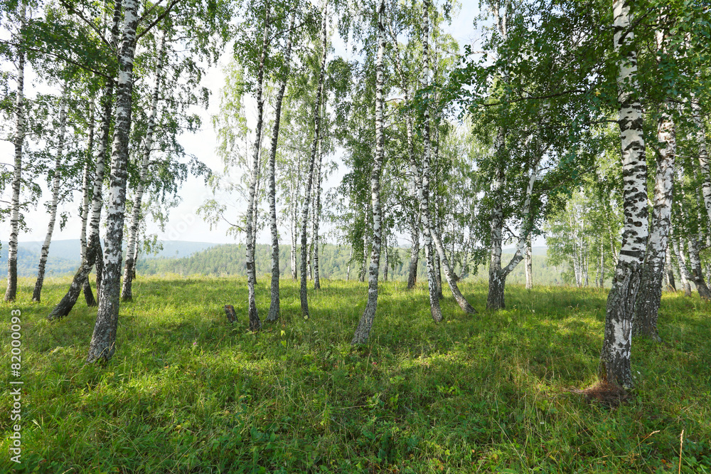Fototapeta premium birch grove in the Urals