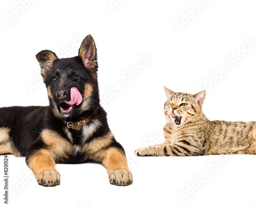 Portrait of a German Shepherd puppy and cat licking