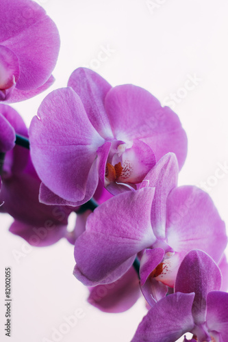 Beautiful orhid