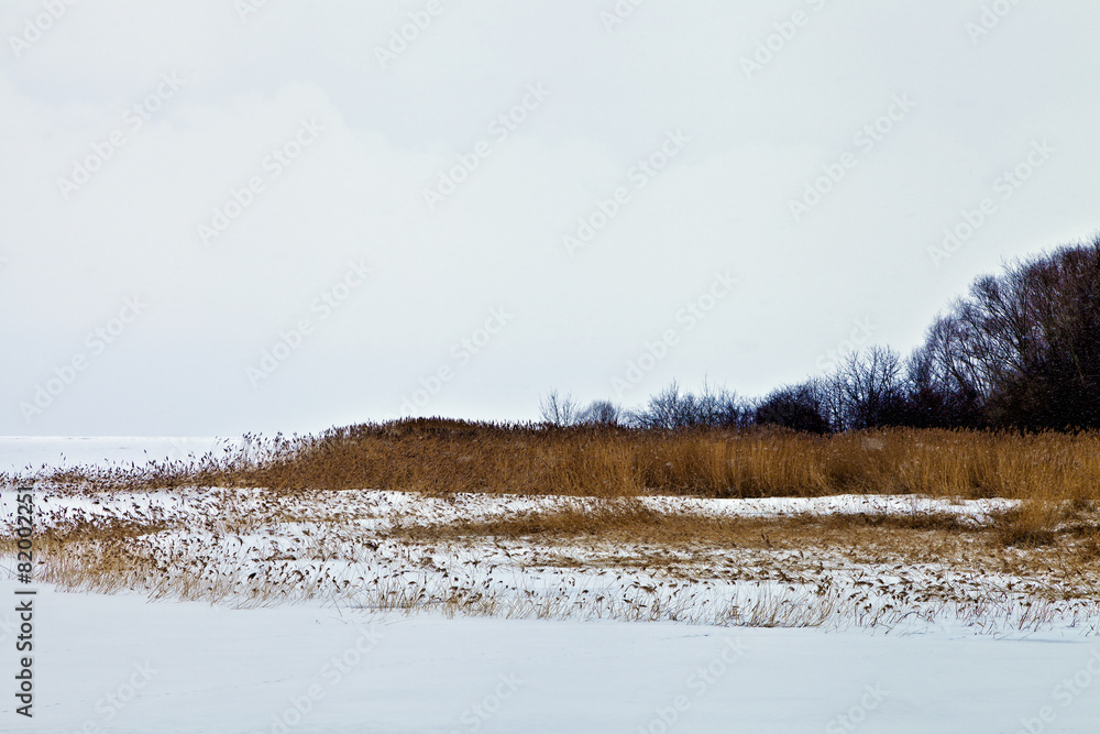 custom made wallpaper toronto digitalgrasses, reeds on a frozen lake on foggy snowy winter day