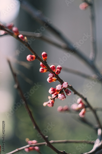 Peach tree blossom