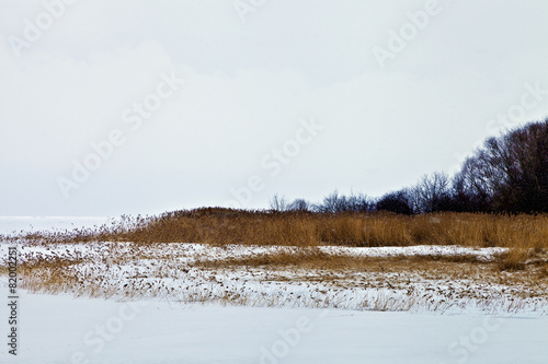 Wallpaper Mural grasses, reeds on a frozen lake on foggy snowy winter day Torontodigital.ca