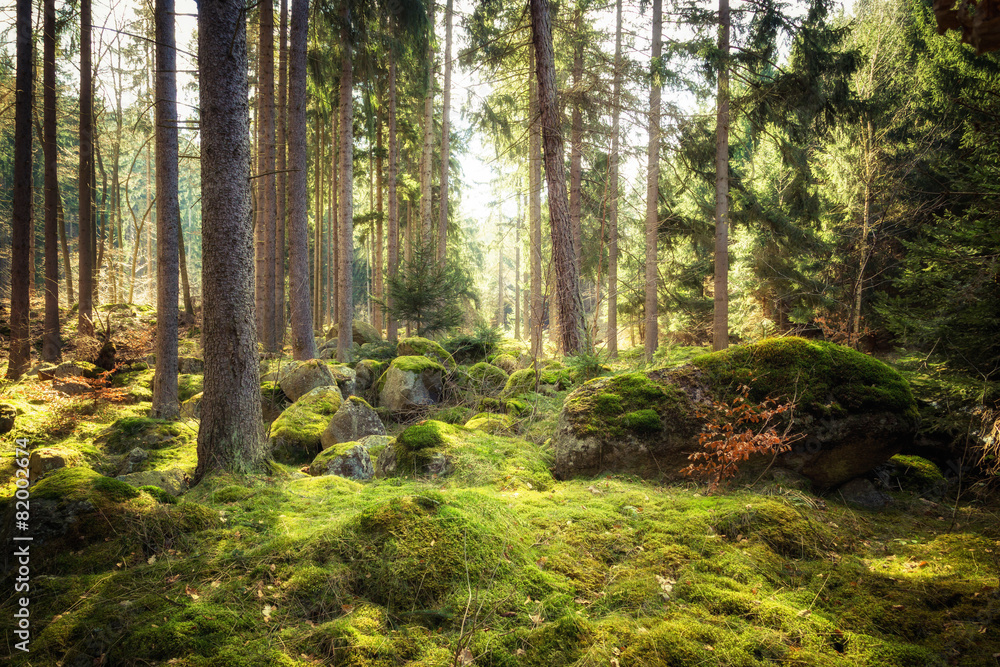 Φωτογραφία In aller Frische - Wälder nach dem Winter