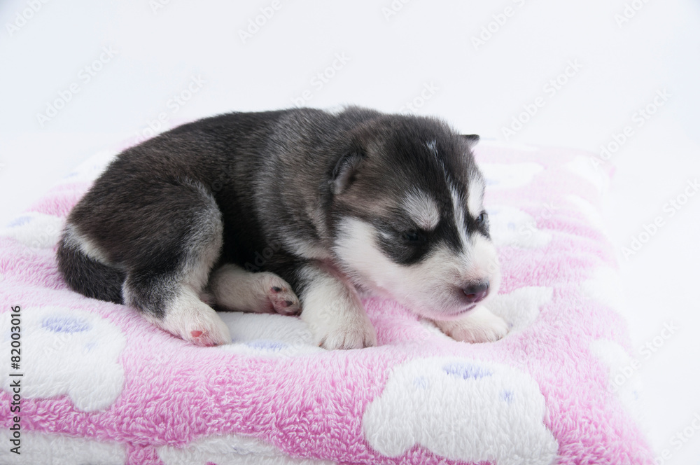 Husky Welpe April2015 Husky Welpe April2015