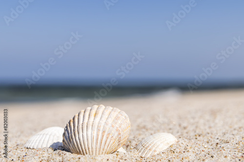 Seashell Baltic Sea © Wolfgang Zwanzger