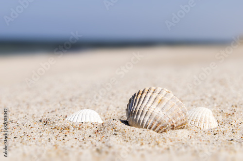 Seashell Baltic Sea