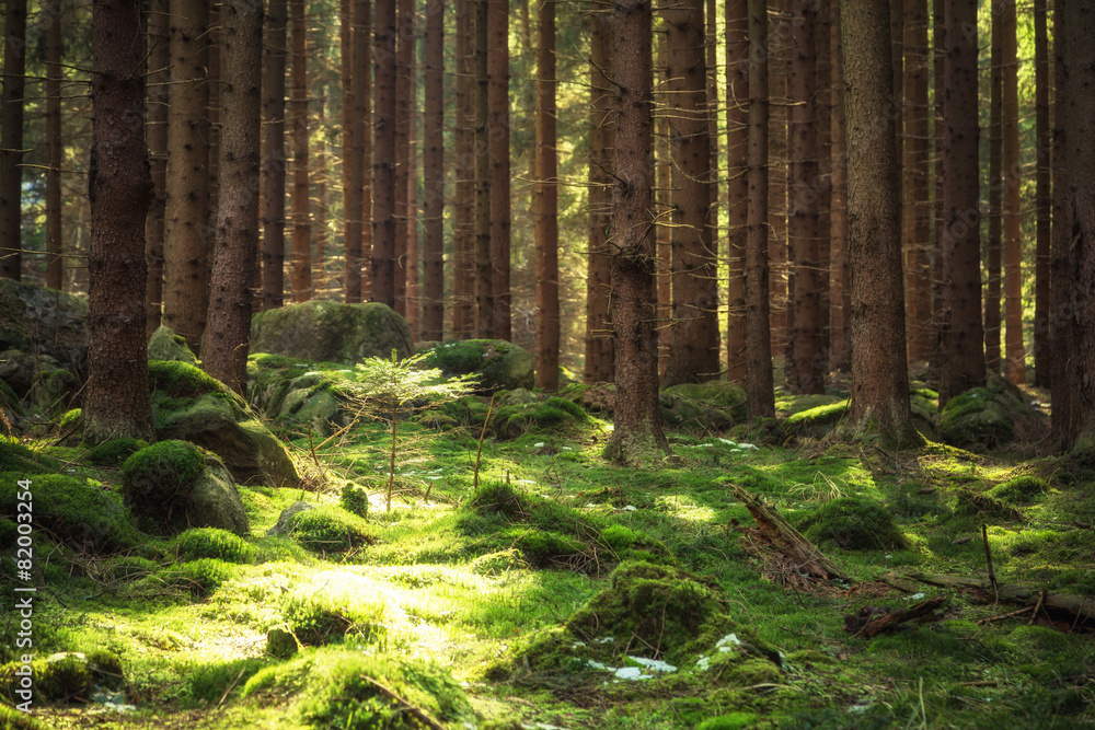Frühling im Nadelwald Frühling im Nadelwald