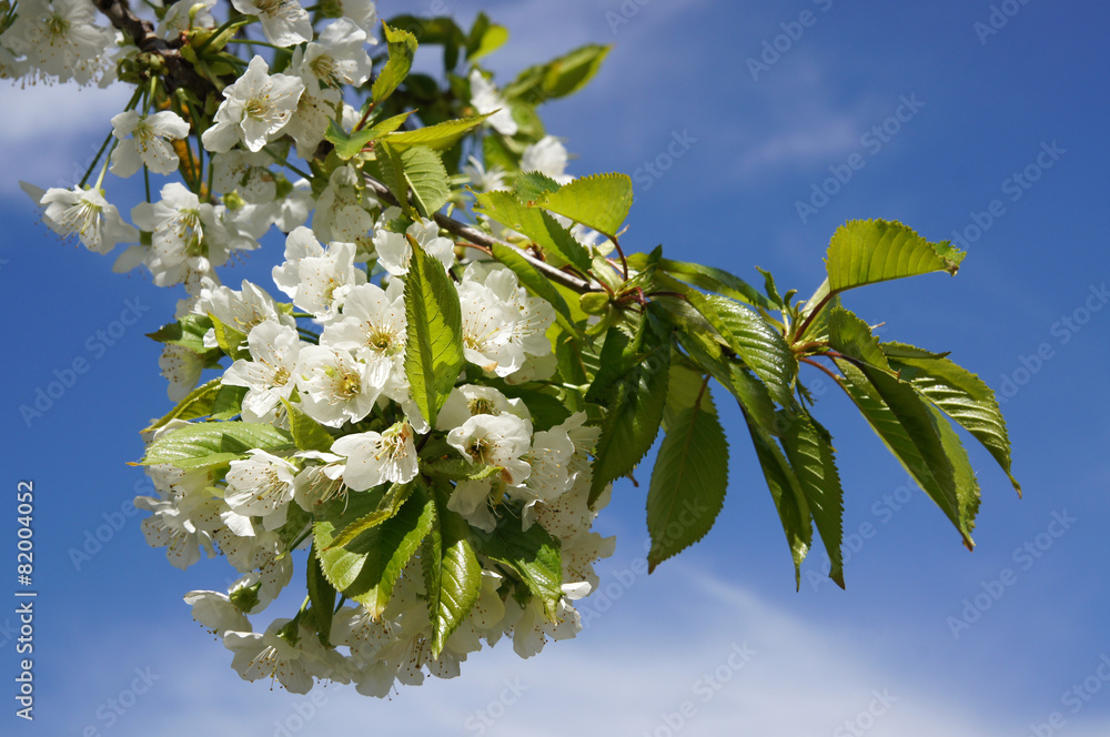 Fototapeta premium Cerisier en fleur