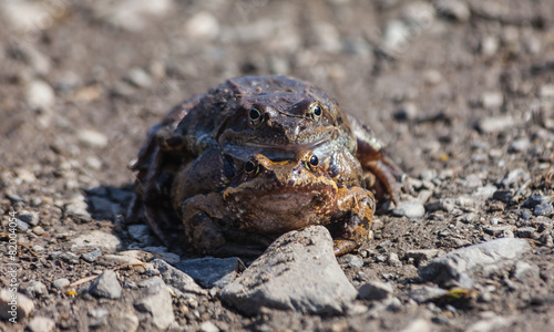 Love couple Toad