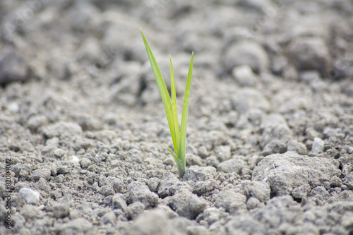 Tender sprout in the ground
