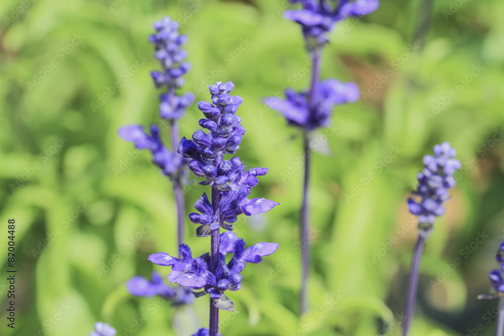 lavender and Blue Salvia flowers blooming in the garden lavender and Blue Salvia flowers blooming in the garden