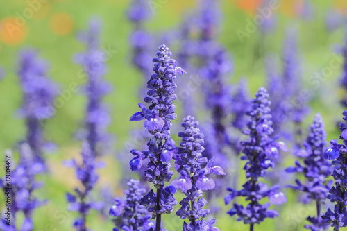lavender and Blue Salvia flowers blooming in the garden 