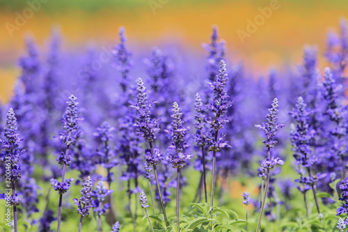 lavender and Blue Salvia flowers blooming in the garden 