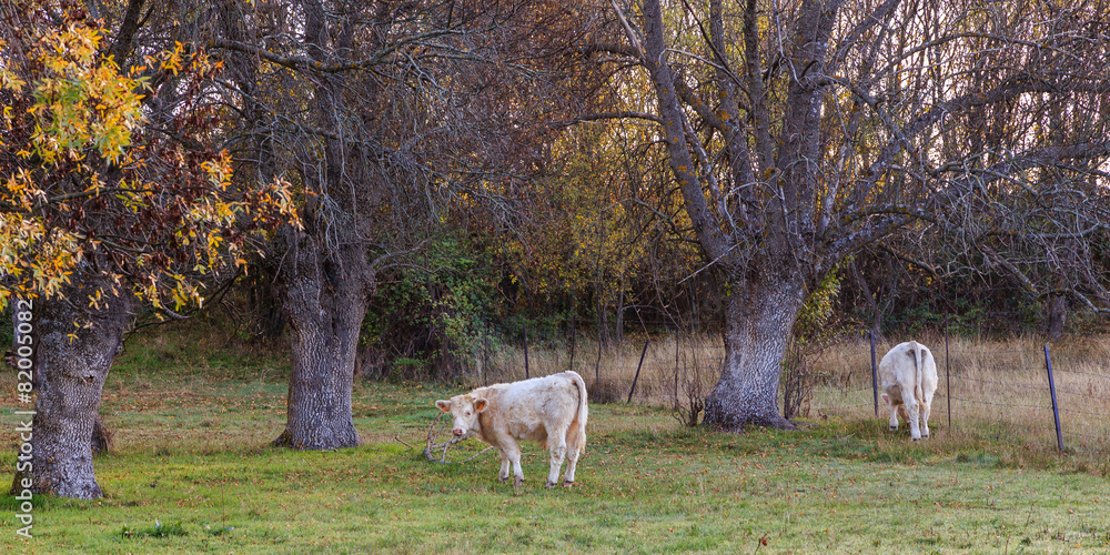 vacas pastando