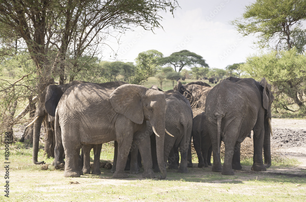 Fototapeta premium The herd of elephants in the Baobab s Shadow
