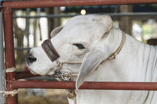 American Brahman Cow Cattle Closeup Portrait © tuiphotoengineer
