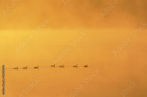 Geese Swimming at Sunrise on Foggy Morning
