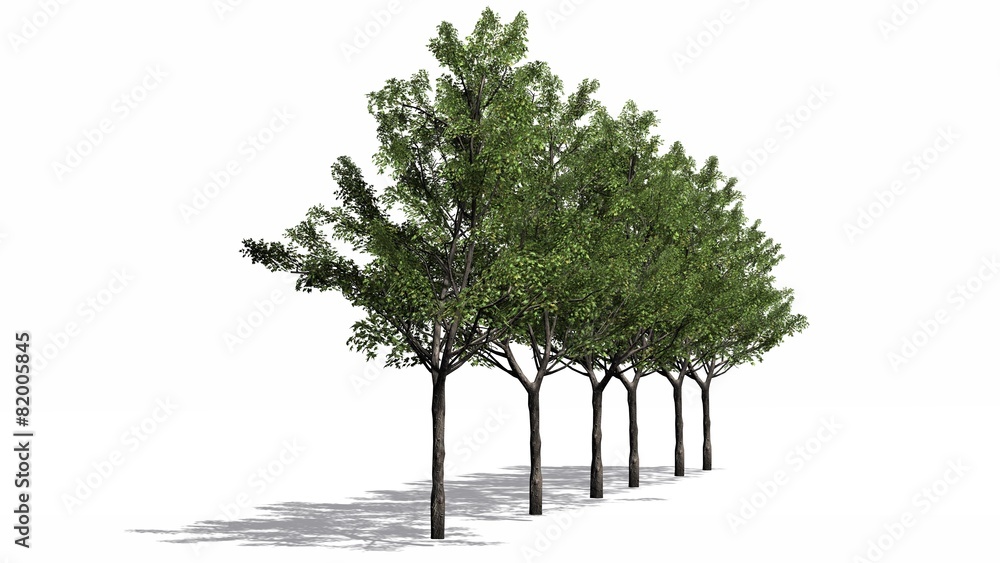 Obraz premium maple trees - isolated on white background