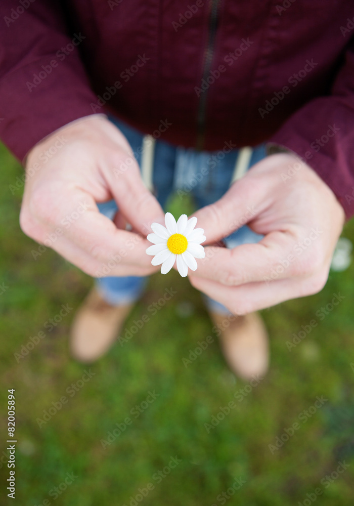Men hands holding a beautiful daisy Men hands holding a beautiful daisy
