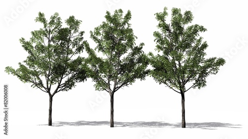 maple trees - isolated on white background