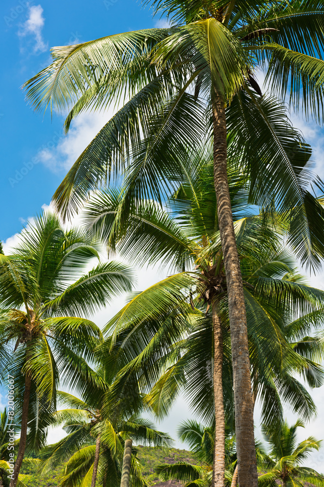 High palms on a tropical beach