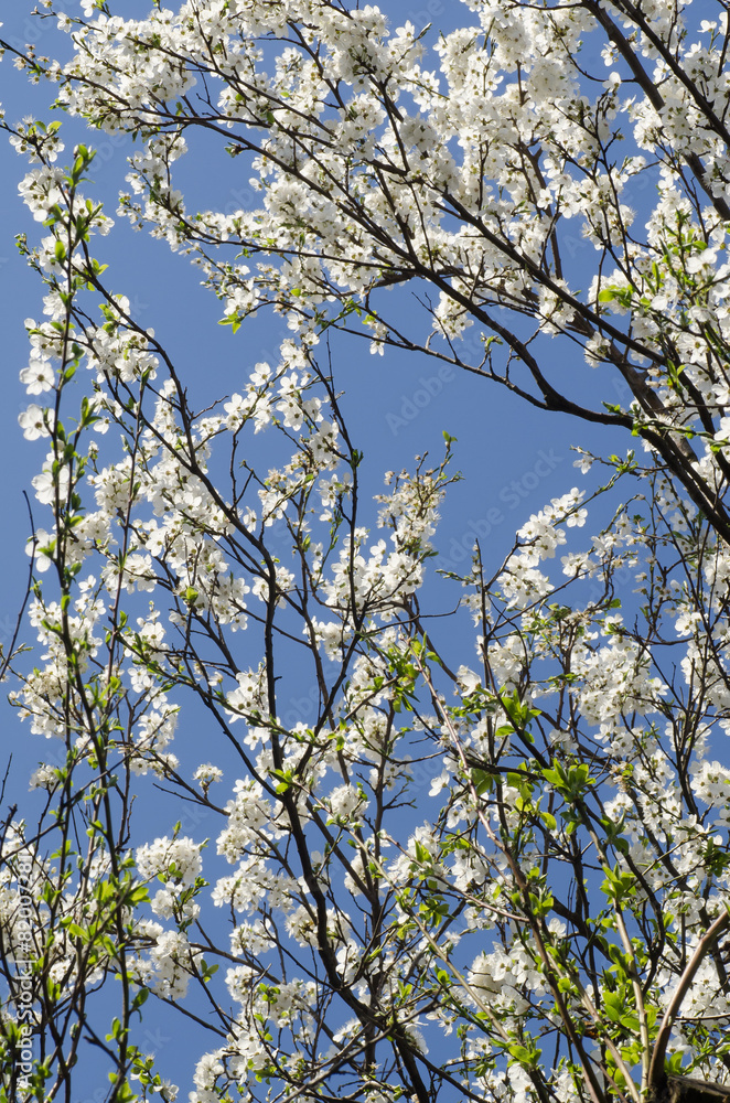 tree blossom branches against blue sky tree blossom branches against blue sky