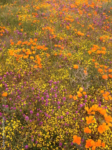 カリフォルニアポピーの花畑