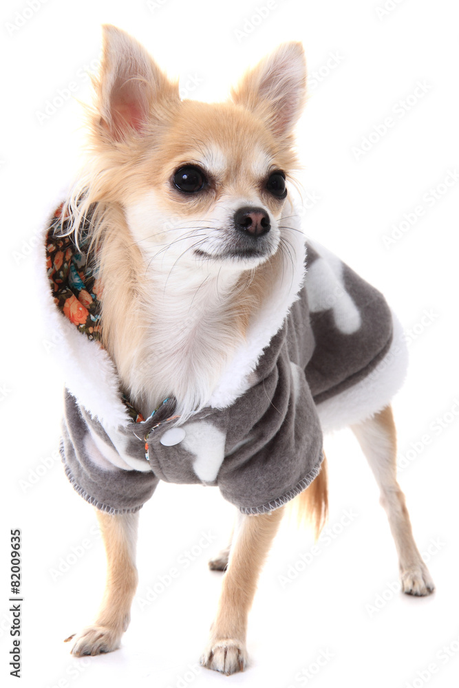 Obraz premium chihuahua