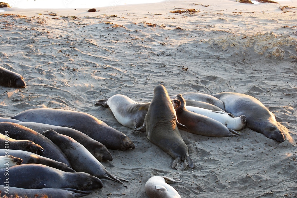 Fototapeta premium Elephant seals - Pacific Coast Highway