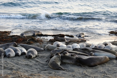 Elephant seals - Pacific Coast Highway